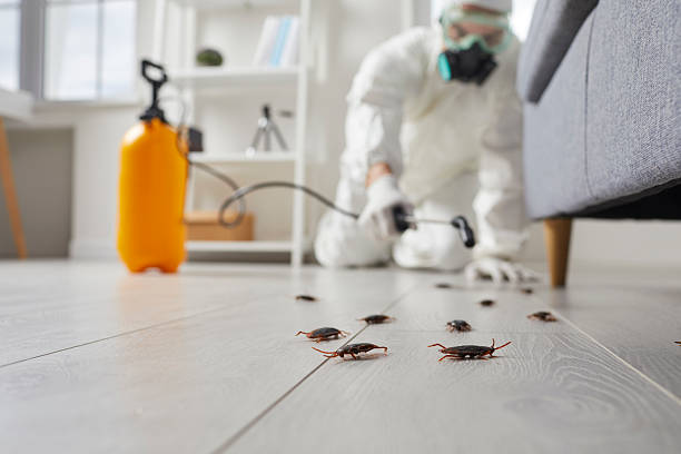 Commercial Kitchen Cockroach Control in Key Largo